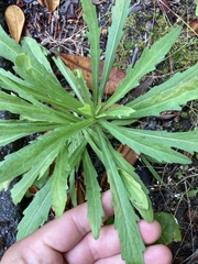 Erigeron sumatrensis