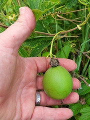 Passiflora incarnata