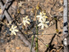Triteleia ixioides scabra