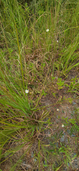 Erigeron vernus