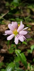 Sabatia capitata