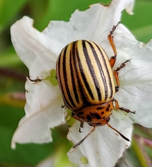 Leptinotarsa decemlineata