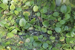 Limnobium laevigatum