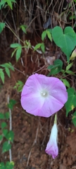 Ipomoea orizabensis orizabensis