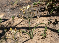 Triteleia ixioides scabra