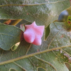 Cynips douglasii