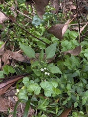 Hydrocotyle hirta