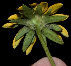 Rudbeckia fulgida