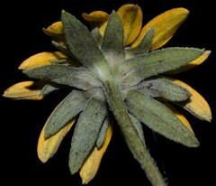 Rudbeckia fulgida