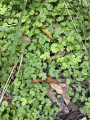 Hydrocotyle hirta