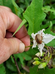 Leptinotarsa decemlineata