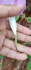 Ipomoea orizabensis orizabensis