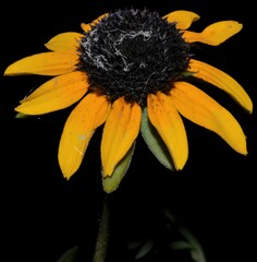 Rudbeckia fulgida