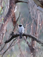 Coracina novaehollandiae