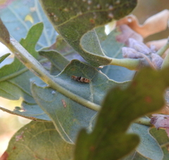 Insecta