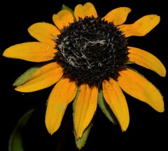 Rudbeckia fulgida