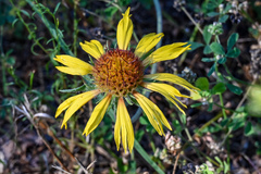 Gaillardia aristata