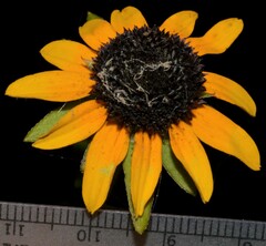 Rudbeckia fulgida