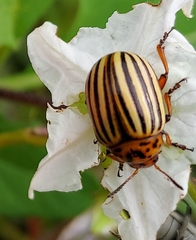 Leptinotarsa decemlineata