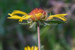 Gaillardia aristata