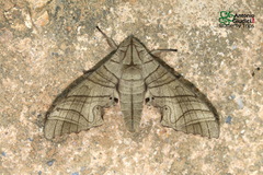 Marumba