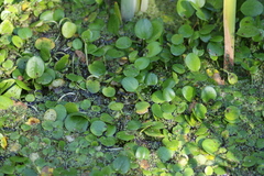 Limnobium laevigatum