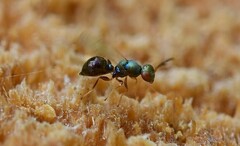 Pteromalidae