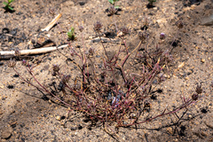 Trifolium willdenovii