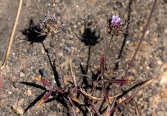 Trifolium willdenovii