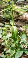 Sabatia capitata