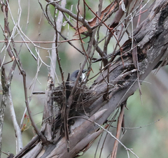 Pachycephala rufiventris