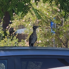 Geococcyx californianus