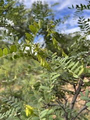 Eysenhardtia orthocarpa