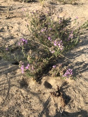 Thymus pallasianus