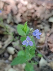 Veronica chamaedrys