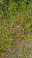 Erigeron vernus