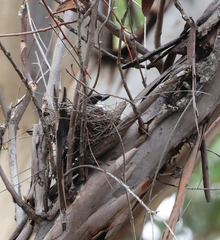 Pachycephala rufiventris