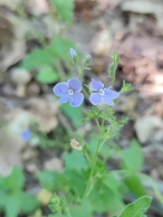 Veronica chamaedrys