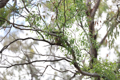 Philemon corniculatus
