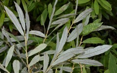 Salix humilis
