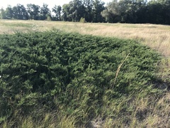 Juniperus sabina