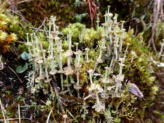 Cladonia verticillata