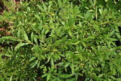 Salix humilis