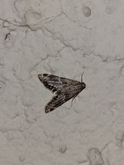 Petrophila jaliscalis