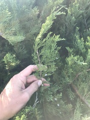 Juniperus sabina