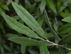 Salix humilis