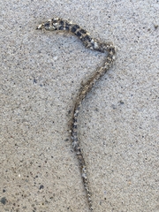 Lycodon liuchengchaoi