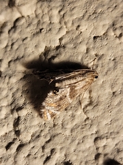 Petrophila jaliscalis