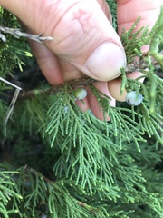 Juniperus sabina