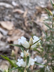 Styphelieae
